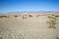 Mesquite Sand Dunes - Death Valley National Park Royalty Free Stock Photo