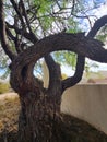 Mesquite Tree Arched Curved Arm Trunk Limb Branch Formation Nature Photography