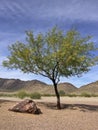 Arizona Mesquite tree in desert backyard Royalty Free Stock Photo