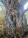 Mesquite Tree Female Shape Trunk Hole Bark Texture plant Nature Desert native photo