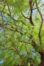 Mesquite Tree Foliage Royalty Free Stock Photo