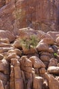 A mesquite tree growing in unique rock formations at Hidden Valley Picnic Area Trail in Joshua Tree National Park Royalty Free Stock Photo