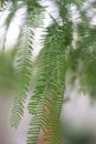 Mesquite Tree leaves Royalty Free Stock Photo
