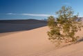 Mesquite Tree in Sand Dunes