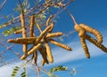 Mesquite Tree seed pods