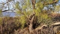 Mesquite Tree with Underbrush Royalty Free Stock Photo