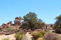 Mesquite tree, yucca and scrub bush growing near rock formations on the Hidden Valley Picnic Area Trail in California Royalty Free Stock Photo