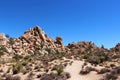 Mesquite tree, yucca and scrub bush growing near rock formations in Joshua Tree National Park, Twentynine Palms, California Royalty Free Stock Photo