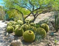 Barrel cactus under Mesquite trees