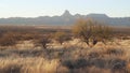 Mesquite trees and swaying grass near the Baboquibare mountain