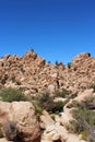 Mesquite trees, yucca and scrub brush growing in unique rock formations at Hidden Valley Picnic Area Trail Royalty Free Stock Photo