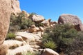 Mesquite, yucca trees and scrub brush growing in unique rock formations at Hidden Valley Picnic Area Trail in California Royalty Free Stock Photo