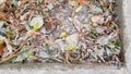 Mess of autumn leaves and dry grass into cement edged flowerbed
