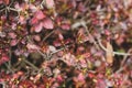 Mess of berberis branches with red leaves Royalty Free Stock Photo