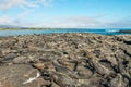 A Mess of Marine Iguanas Royalty Free Stock Photo