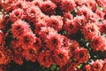 Mess of pink hardy chrysanth flowers