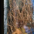 Mess of withered branches behing the window