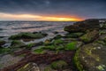 Message in bottle on a rock covered with green algae, asking for help, SOS Royalty Free Stock Photo