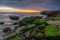 Message in a bottle on rock covered with green algae, asking for help, SOS Royalty Free Stock Photo