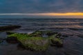 Message in a bottle on rock covered with green algae, asking for help, SOS Royalty Free Stock Photo