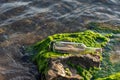 Message in a bottle on a stone covered with seaweed Royalty Free Stock Photo