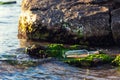 Message in a bottle on a stone covered with seaweed Royalty Free Stock Photo