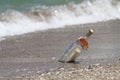 Message in a bottle with a wave coming Royalty Free Stock Photo