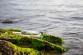 Message in a bottle on a stone covered with seaweed Royalty Free Stock Photo