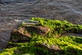 Message in a bottle on a stone covered with seaweed Royalty Free Stock Photo