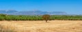 Messara plain view. Crete, Greece Royalty Free Stock Photo
