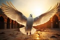 Messenger of peace a white dove carries aspirations in sunlit wings Royalty Free Stock Photo