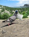 Messenger Pigeon With Letter on a mountain road Royalty Free Stock Photo