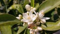 Messengers of spring, lemon blossoms