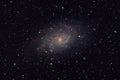 Messier 33 Triangulum galaxy in the constellation Triangulum Royalty Free Stock Photo