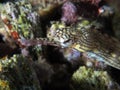 Messmate pipefish