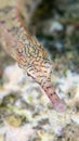 Messmate pipefish Royalty Free Stock Photo