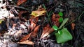 Messy background of dry wrinkled leaves with brown stains on dirty leaf surface. Fresh green sprouts among brown soil.