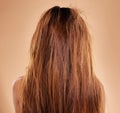 Messy, damaged hair and back of a woman in a studio with a brittle frizzy hairstyle before a treatment. Dirty, dry and