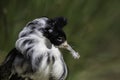 Messy eater. Male ruff with feathers stuck to beak.