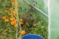 Messy organic species of tomatoes growing into little french greenhouse Royalty Free Stock Photo