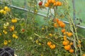 Messy organic species of tomatoes growing into little french greenhouse Royalty Free Stock Photo