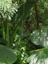 Messy root foliage and twigs become one entity.