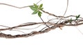 Messy twisted jungle dried vines with green palmate leaf of wild Royalty Free Stock Photo