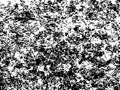 Messy vector texture of grungy brushed wall. Weathered concrete surface. Black splatter on white background Royalty Free Stock Photo