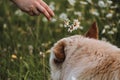 Mestizo white Swiss shepherd portrait close up on green background rear view. Human holds small bouquet of wild daisies in his Royalty Free Stock Photo