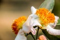 Mesua ferrea, Ceylon ironwood, Indian rose chestnut, cobra saffron, Calophyllaceae