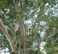 Mesua ferrea -(Nuga Tree in Sri Lanka) Royalty Free Stock Photo