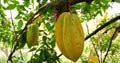 Mesure Star fruit Royalty Free Stock Photo