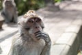 Balinese Witty Local Monkey