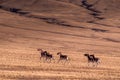 Memory in TibetÃ¯Â¼Å¡Wild Animals Royalty Free Stock Photo